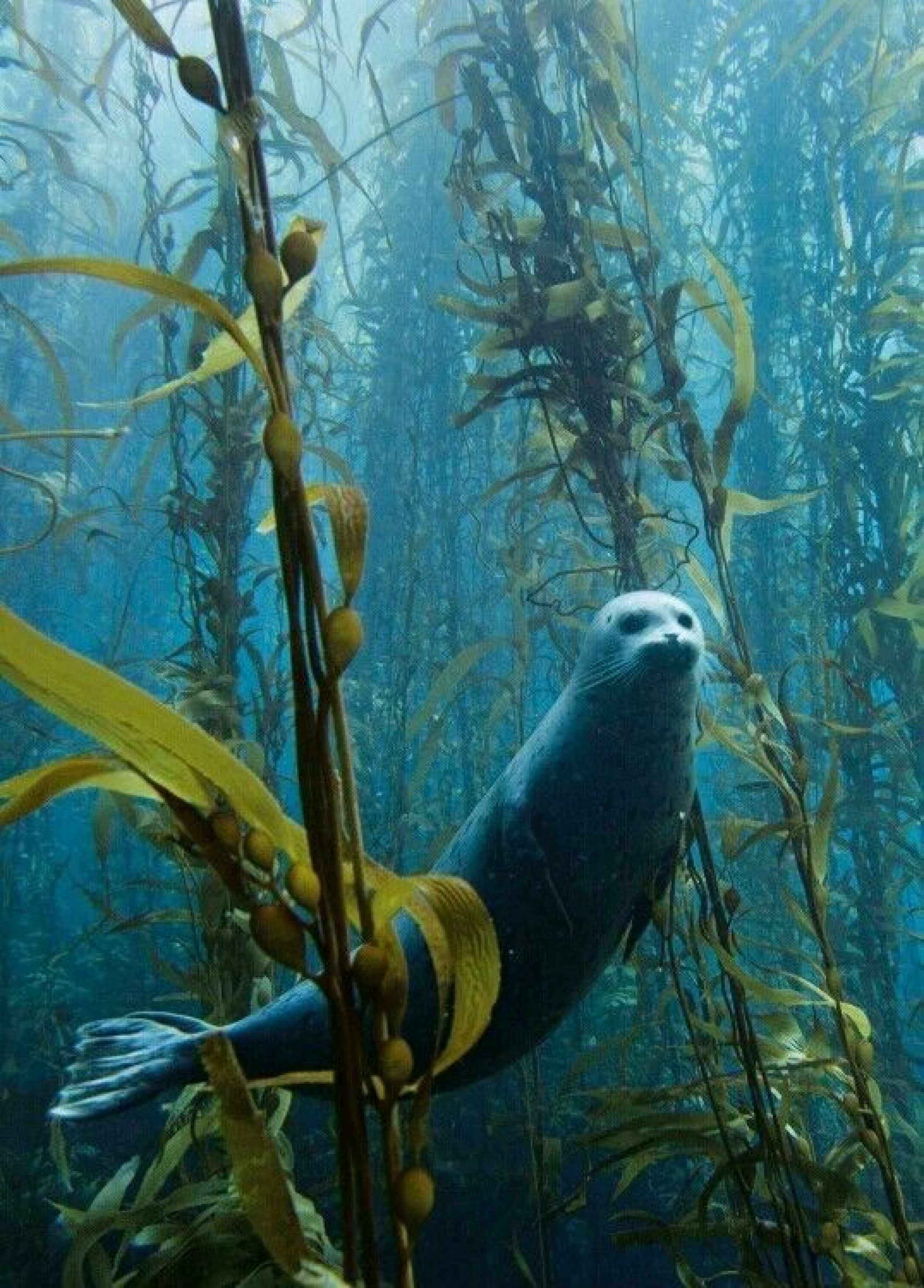 Un phoque au sein d'une forêt de Kelp
